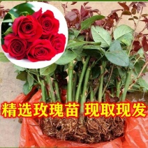 【浩宇花卉】优质花卉种苗基地多色月季玫瑰花苗现挖现发