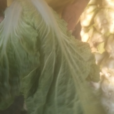 大白菜