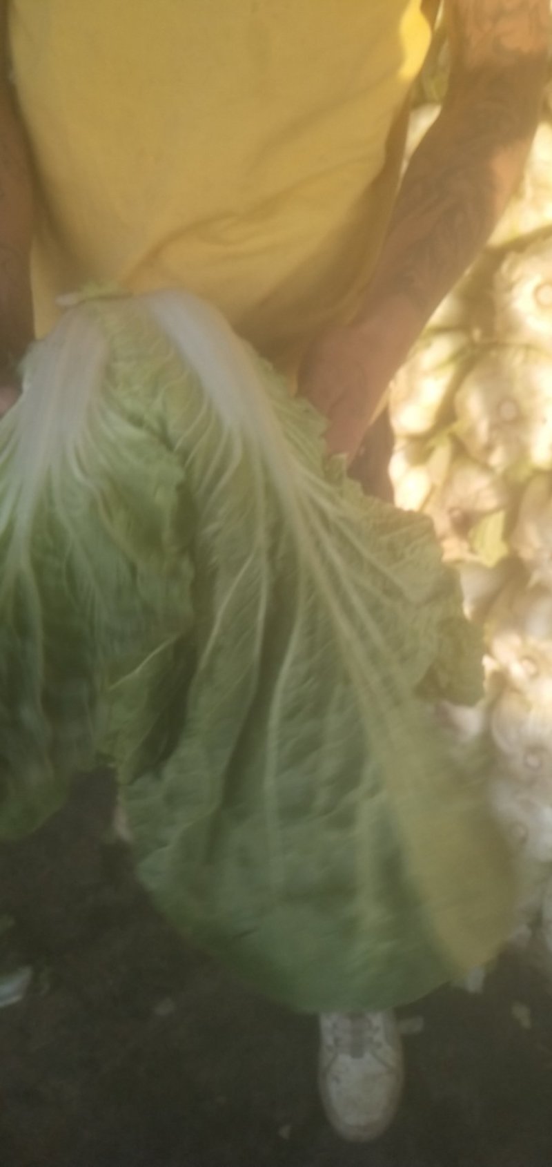 大白菜