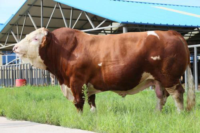 厂家直销西门塔尔牛犊肉牛一手货源物美价廉，量大从优