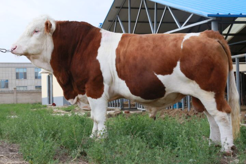 厂家直销西门塔尔牛犊肉牛一手货源物美价廉，量大从优