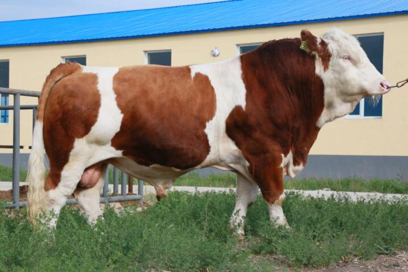 厂家直销西门塔尔牛犊肉牛一手货源物美价廉，量大从优