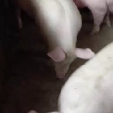 出栏猪和猪仔