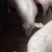 出栏猪和猪仔