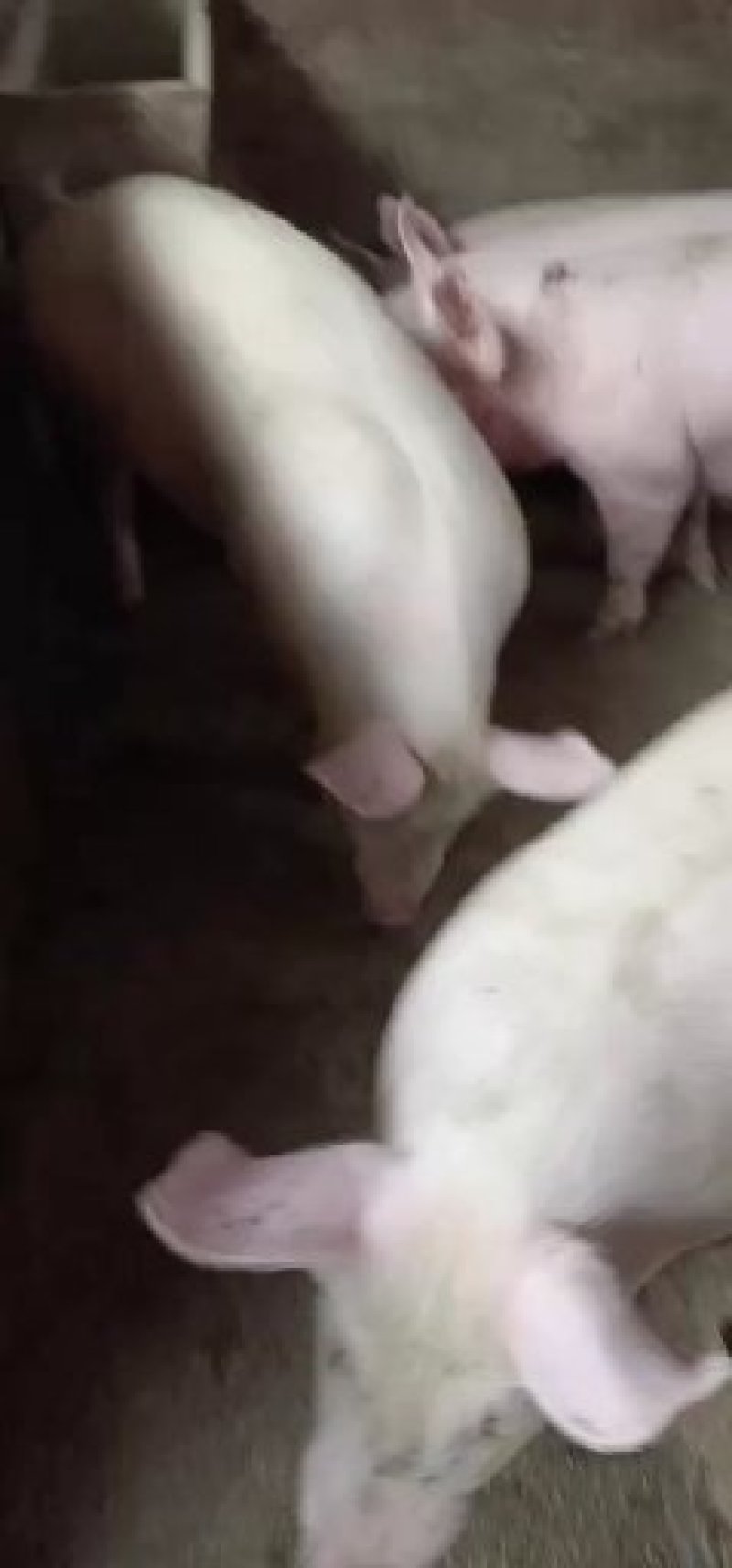 出栏猪和猪仔