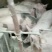 出栏猪和猪仔