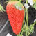 红颜草莓苗苗子壮实根系发达脱毒育苗包品种包活