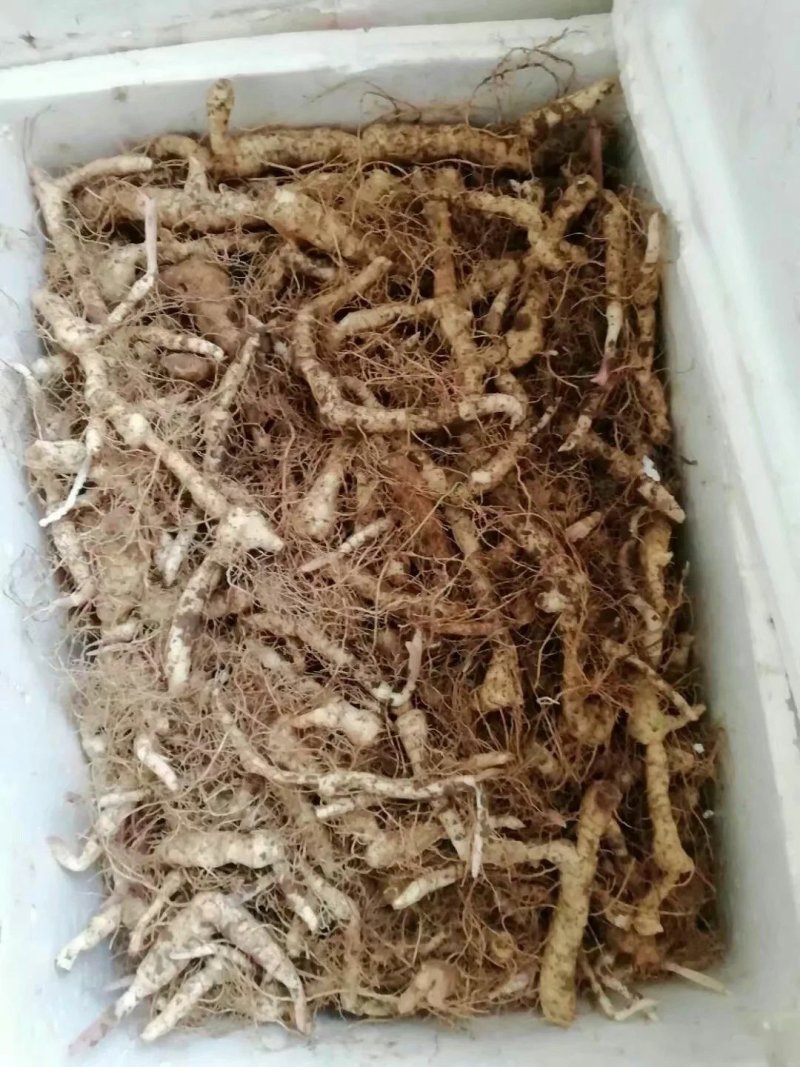 产地直销，货真价实，黄精种