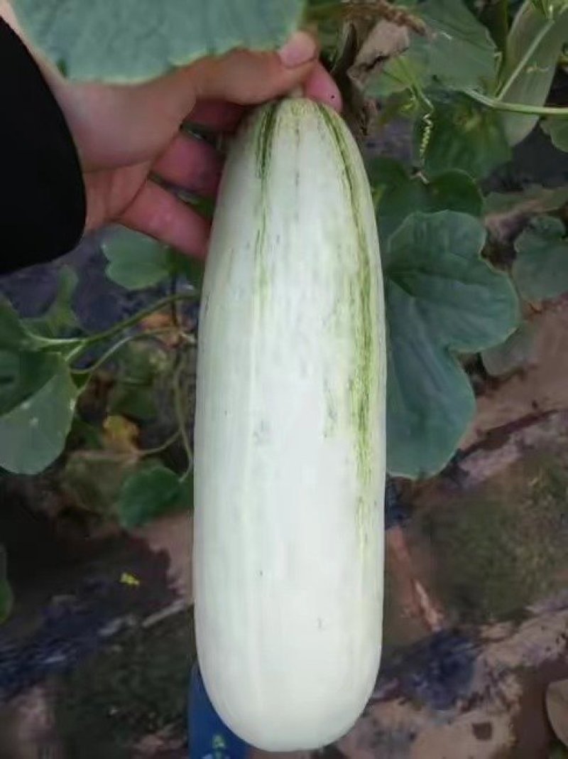 精品博洋61羊角蜜甜瓜，产地直供，已经上市，欢迎采购