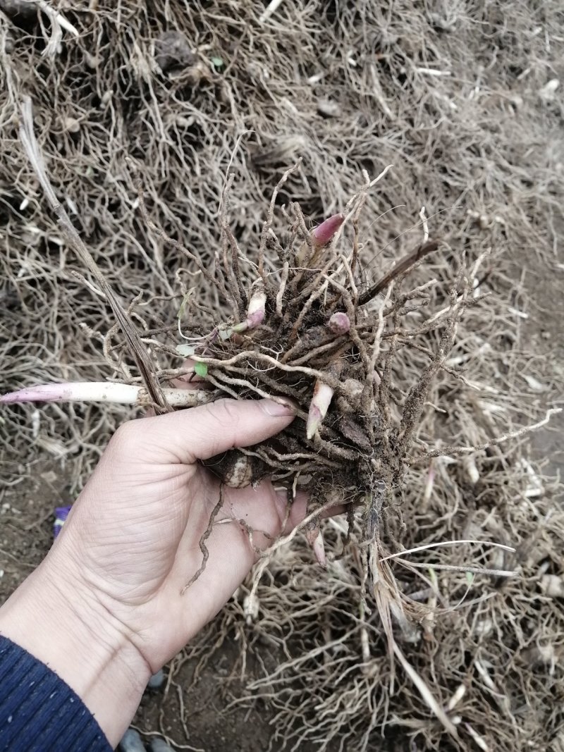 产地直销，货真价实，白及