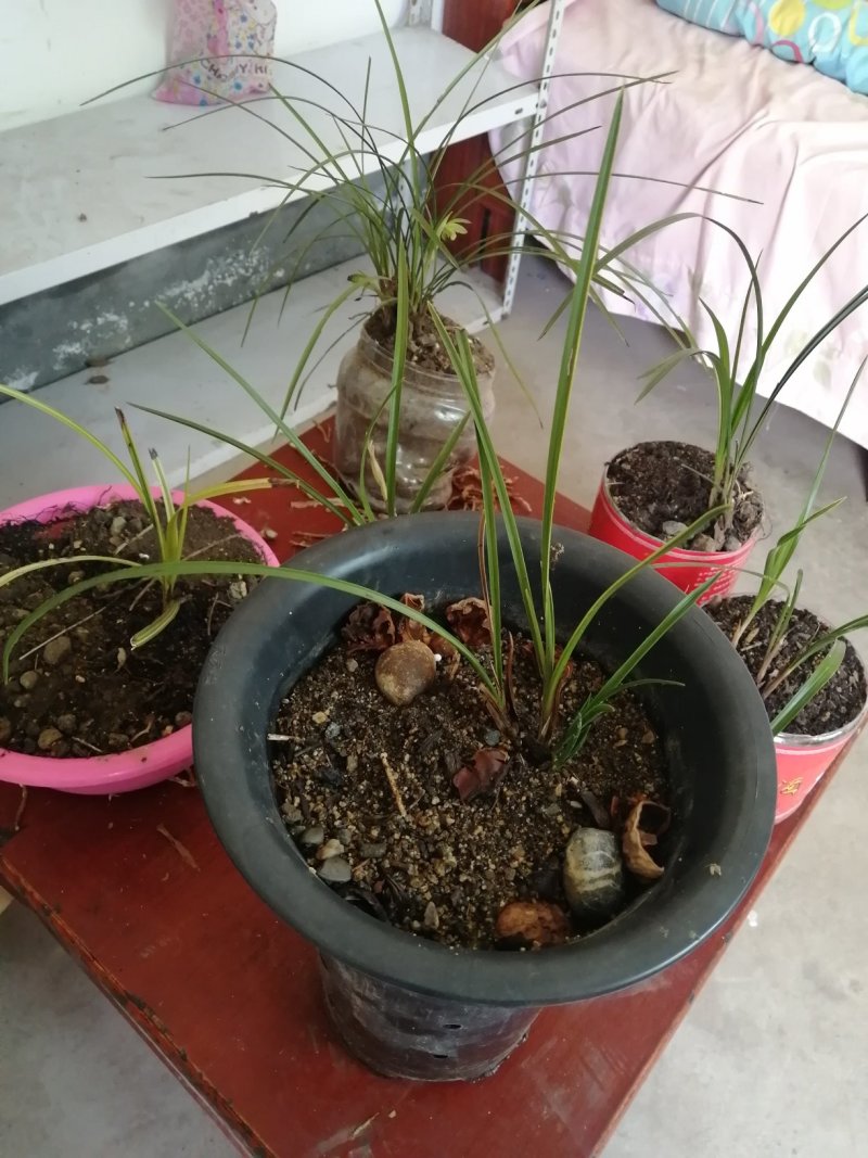 家乡所产，自产自销兰花