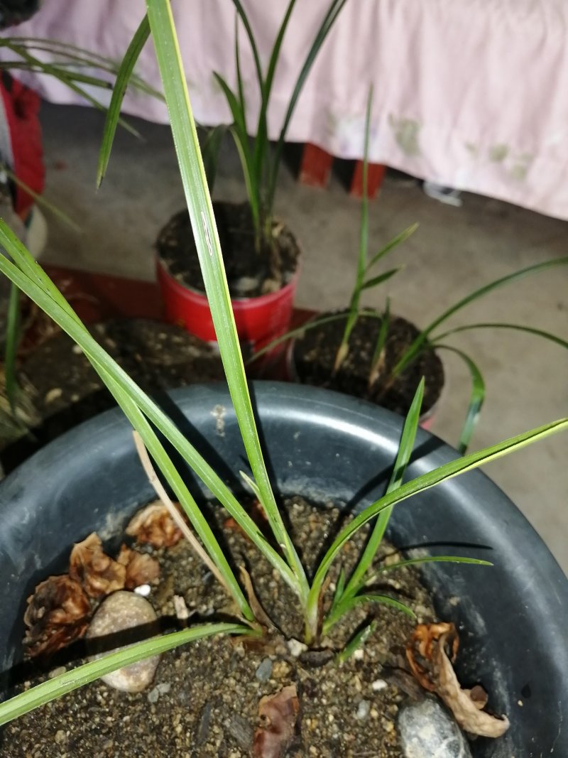 家乡所产，自产自销兰花
