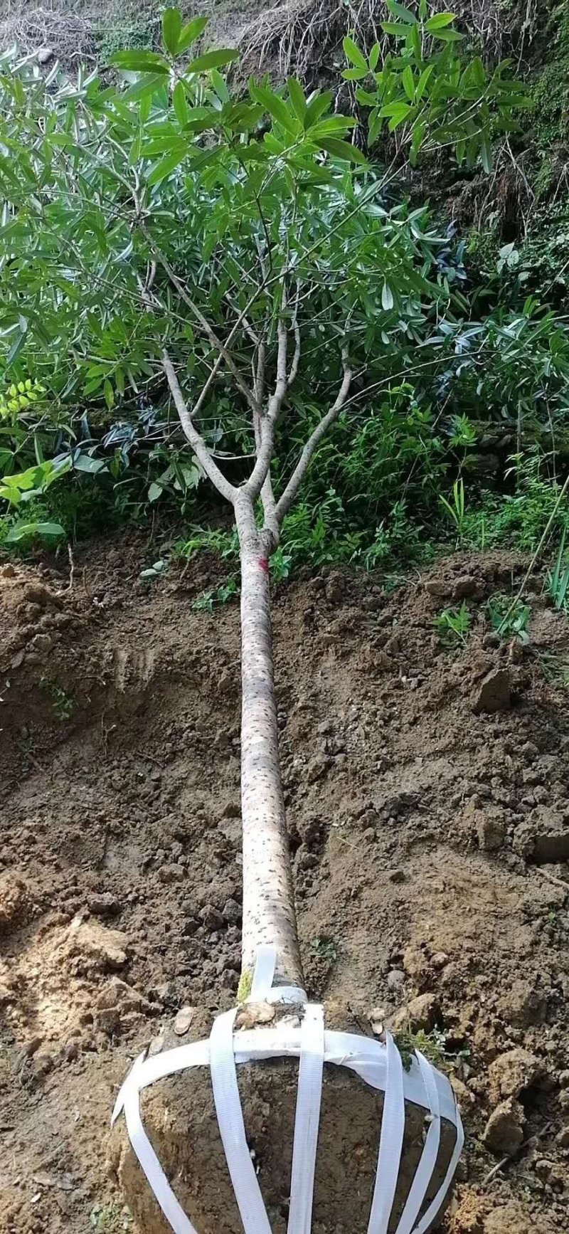 桂花树