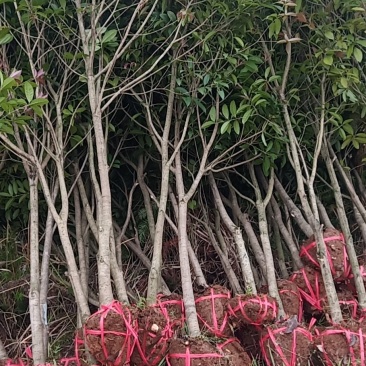 桂花树