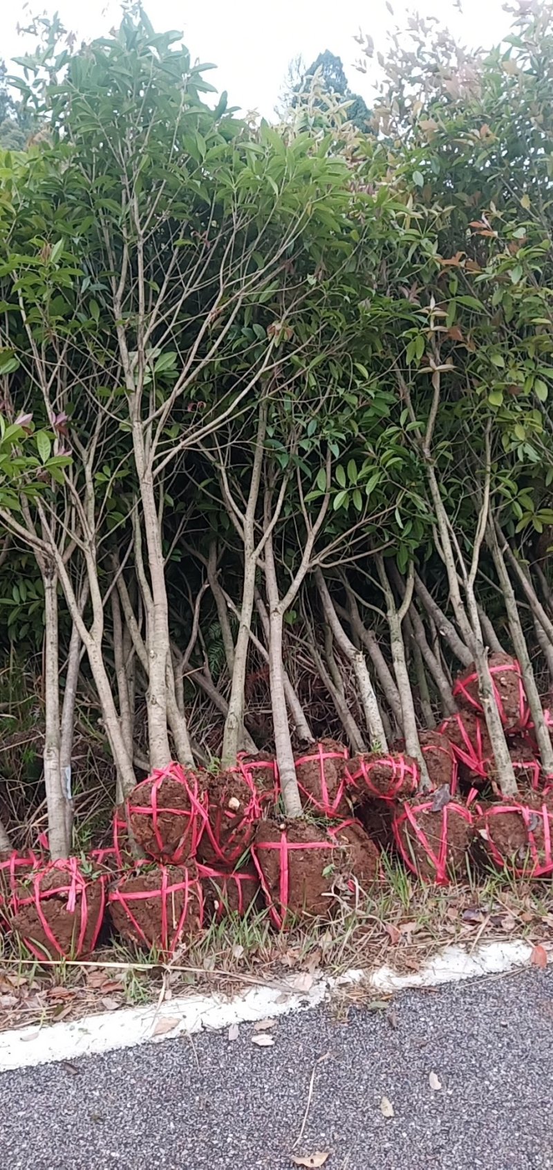 桂花树