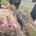 118中山杉小苗，质量求生存，量大价格更优惠，