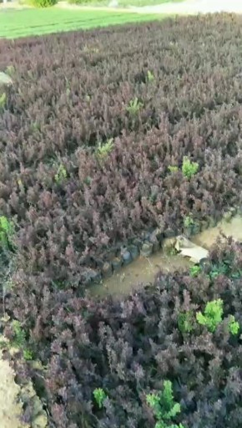 红叶小檗，一手货源，质量好价格低，欢迎实地考察