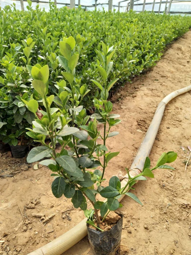 红叶小檗，一手货源，质量好价格低，欢迎实地考察