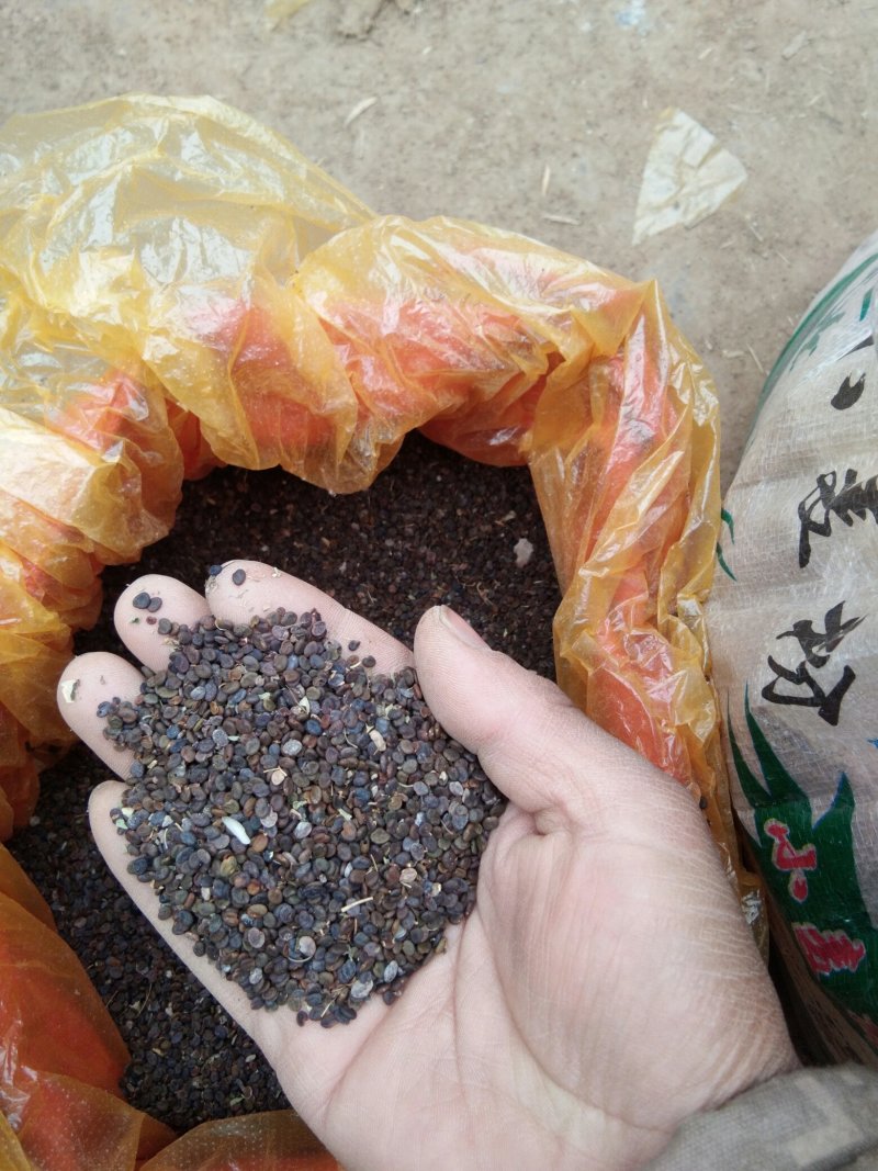 质原产地甘肃优质黄芪种子，成活率高，低杆种子