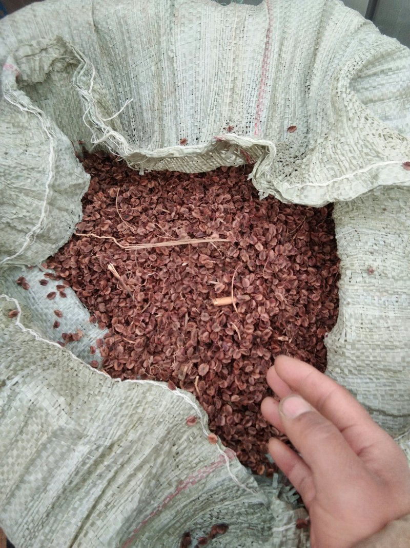 甘肃优质包邮大黄种子，发芽率有保障，高欢迎选购
