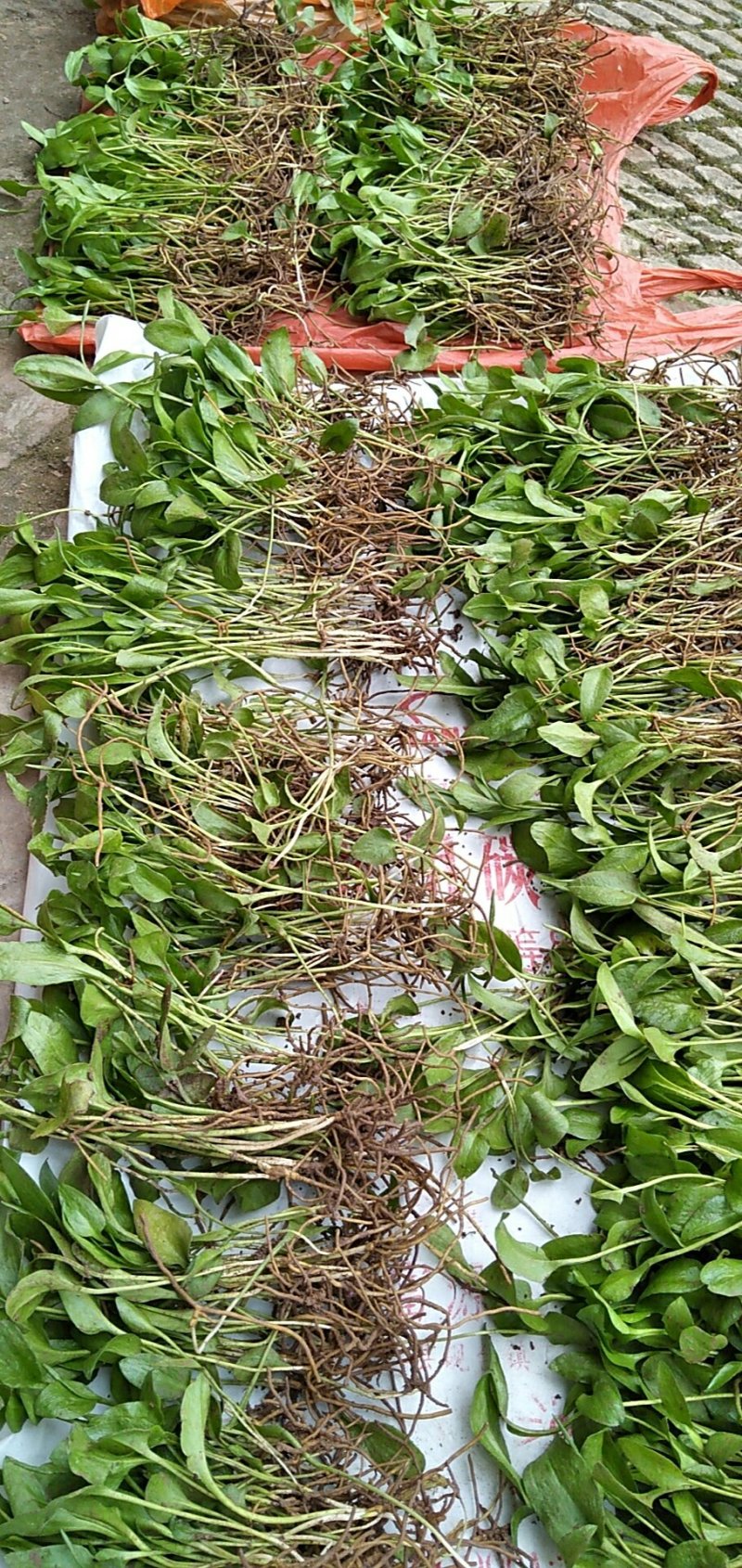 纯野生鲜一叶草，也叫一支箭