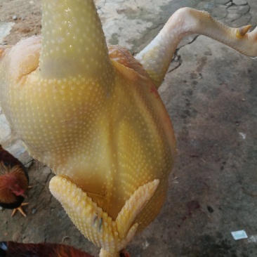 鸡