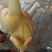 鸡