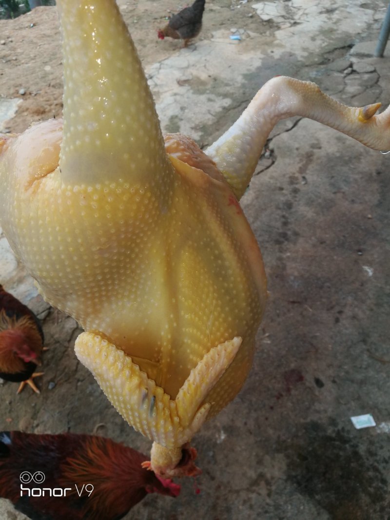 鸡