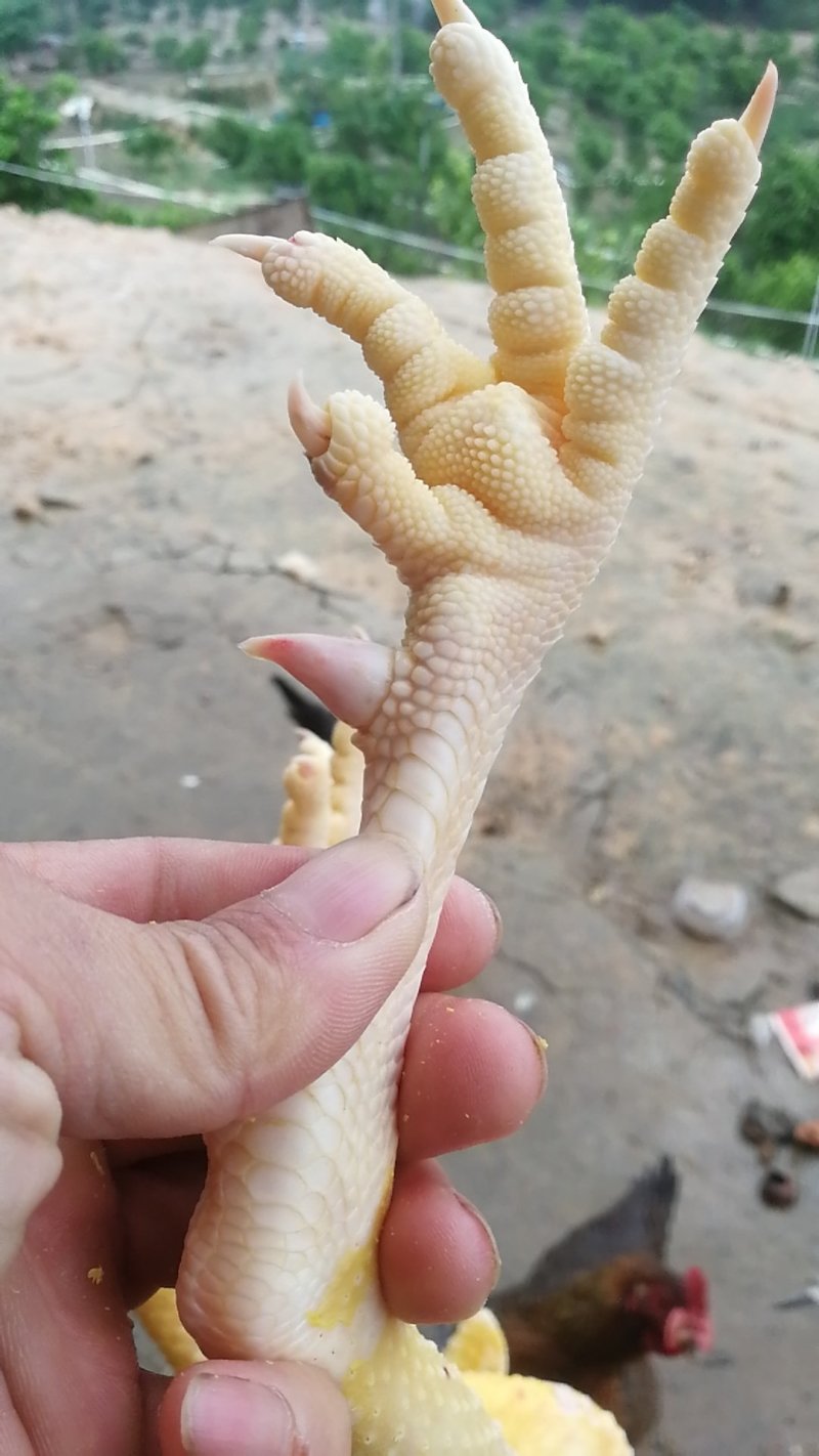 鸡