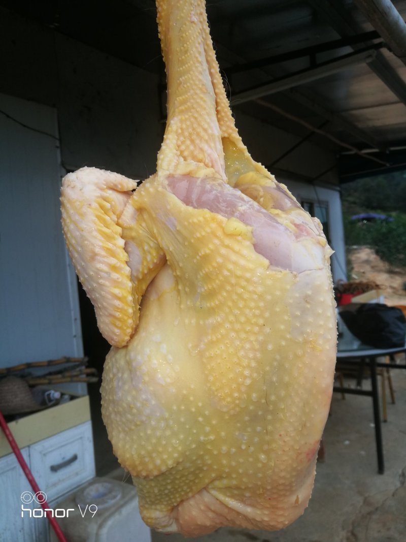 鸡