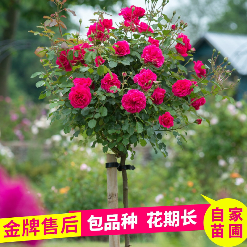 蔷薇爬藤大花月季苗特大花欧月藤本花卉盆栽室外庭院