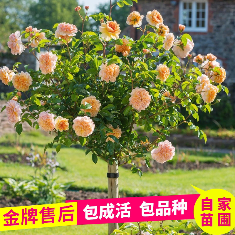 蔷薇爬藤大花月季苗特大花欧月藤本花卉盆栽室外庭院
