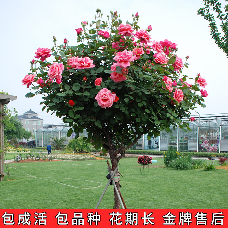 蔷薇爬藤大花月季苗特大花欧月藤本花卉盆栽室外庭院