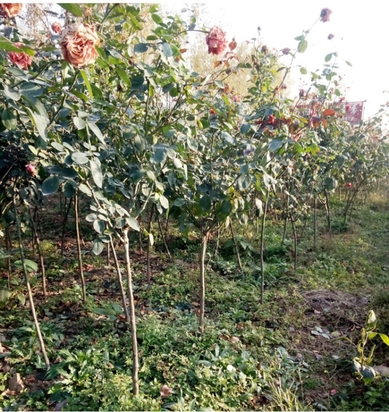 蔷薇爬藤大花月季苗特大花欧月藤本花卉盆栽室外庭院