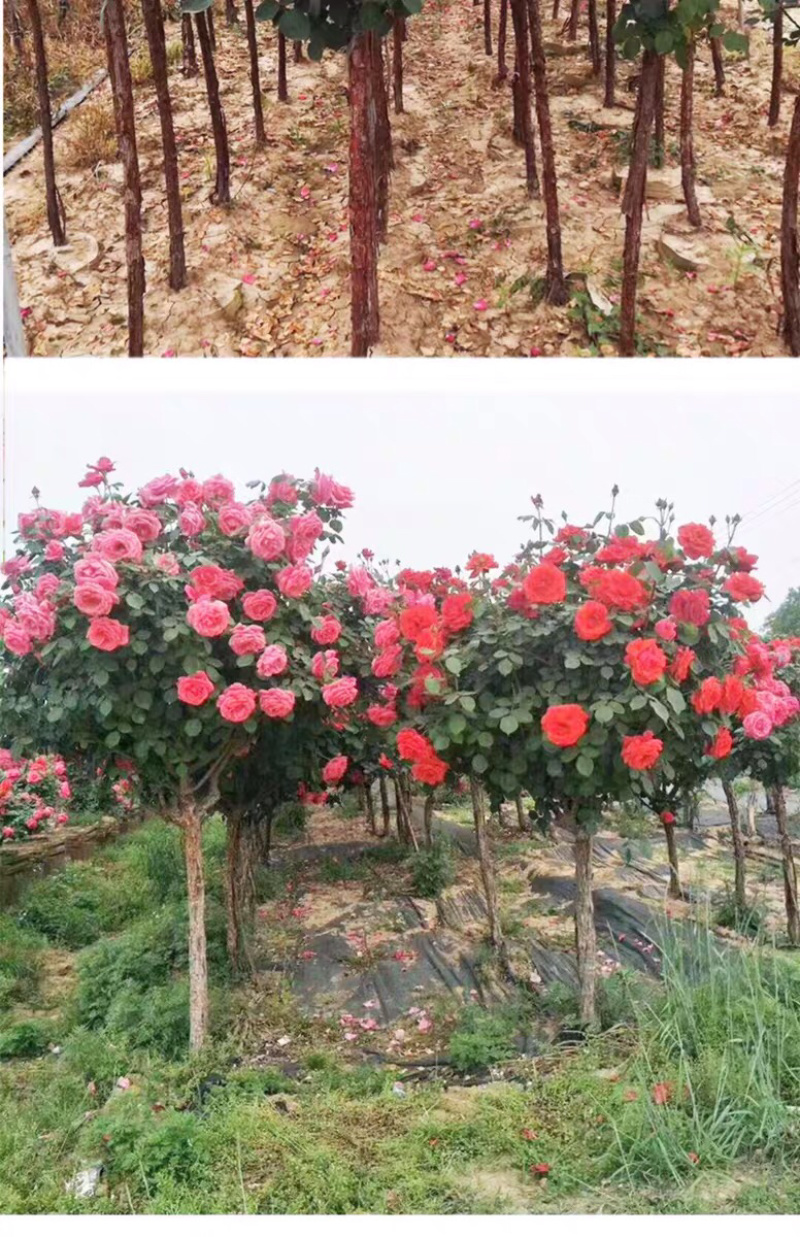 蔷薇爬藤大花月季苗特大花欧月藤本花卉盆栽室外庭院