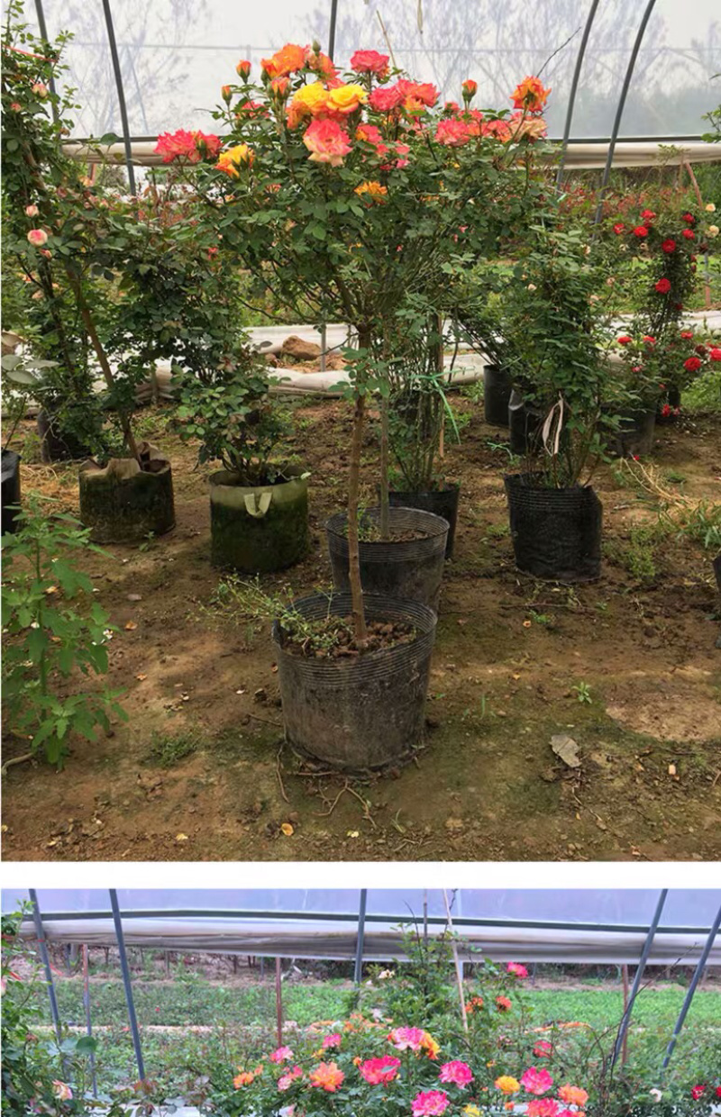 蔷薇爬藤大花月季苗特大花欧月藤本花卉盆栽室外庭院