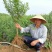 黑籽石榴苗，突尼斯软籽无籽，蒙阳红，包品种包成活保质量