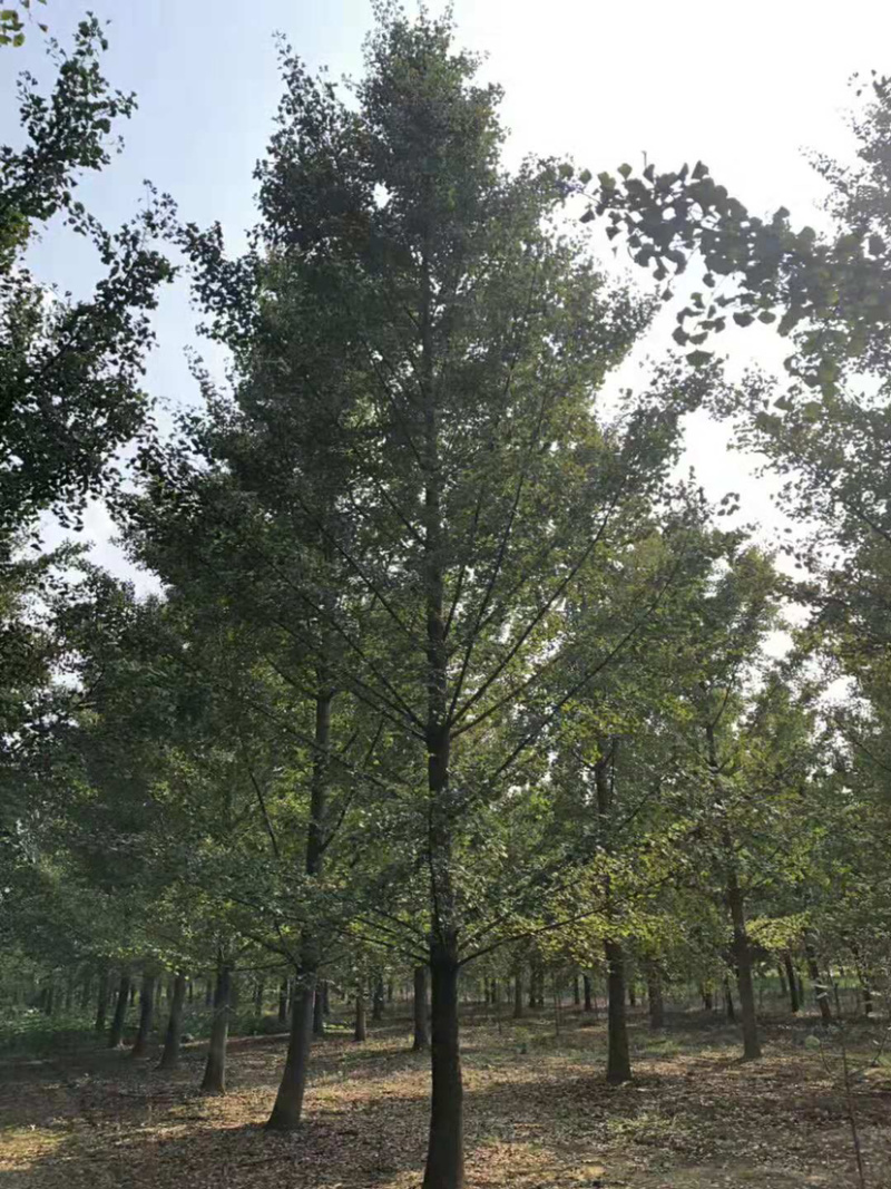 各种规格银杏树