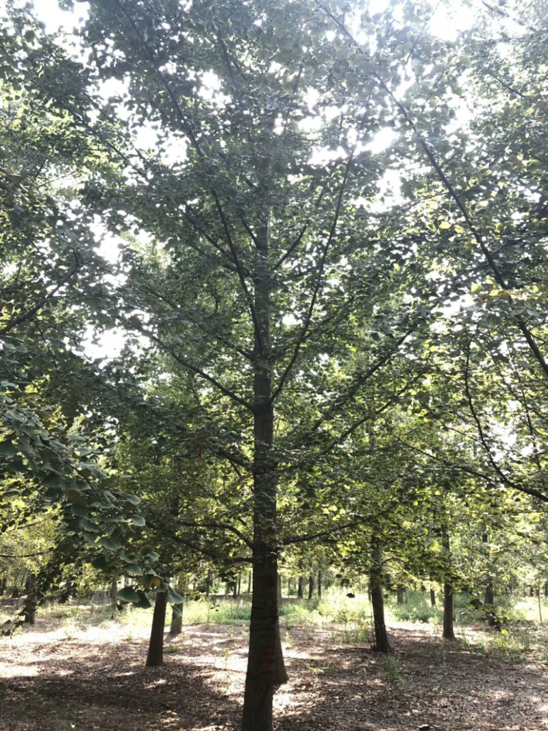 各种规格银杏树