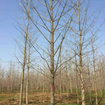 各种规格银杏树