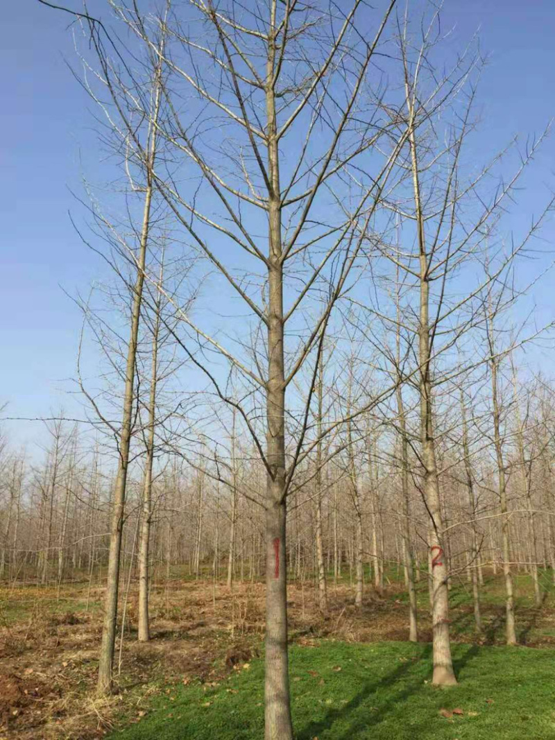 各种规格银杏树