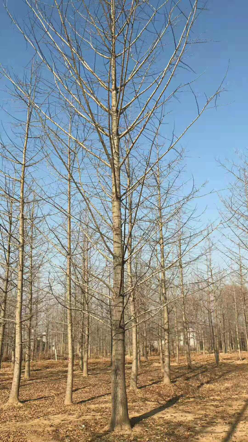 各种规格银杏树