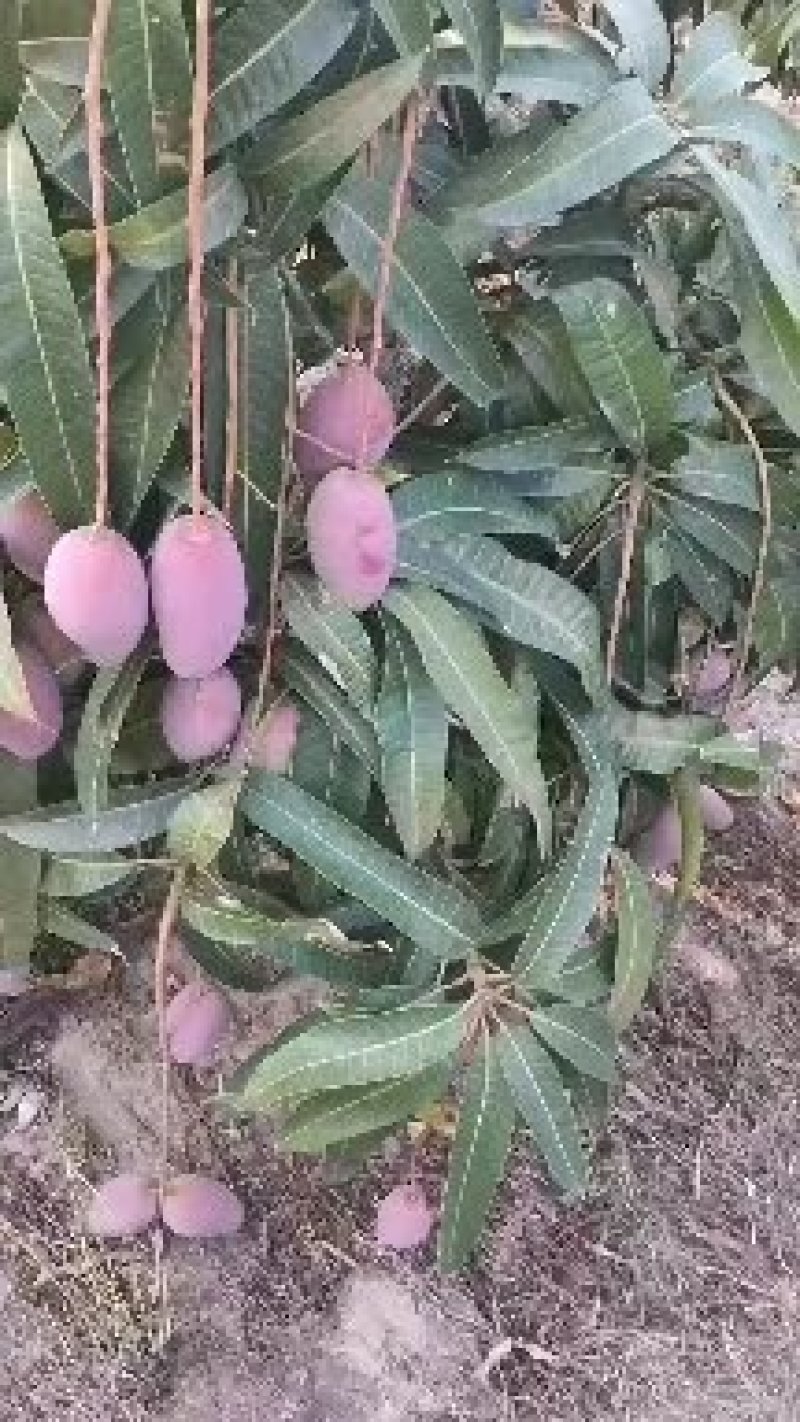 贵妃芒【广西产地】大量供应欢迎来电咨询。
