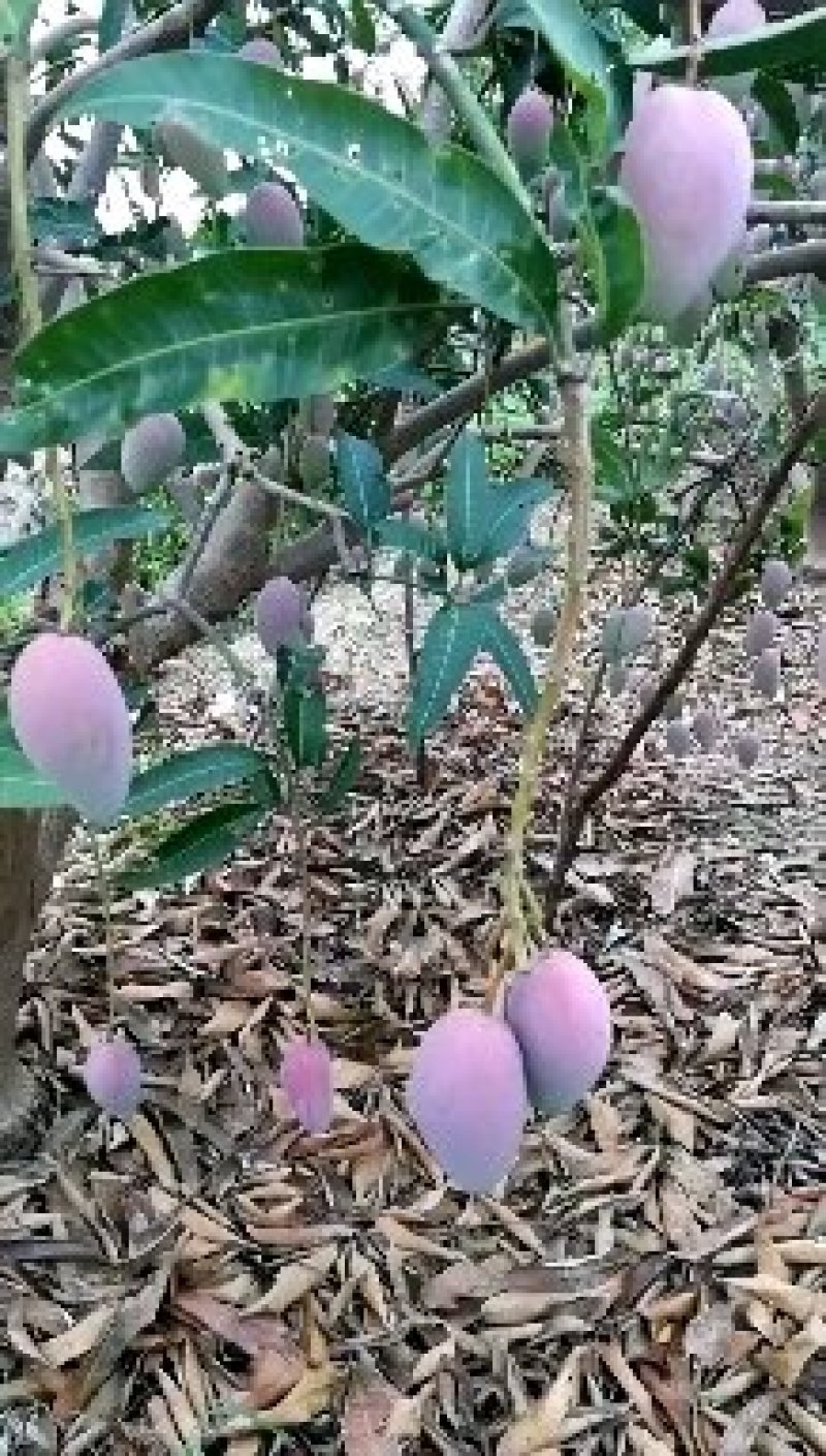 贵妃芒【广西产地】大量供应欢迎来电咨询。