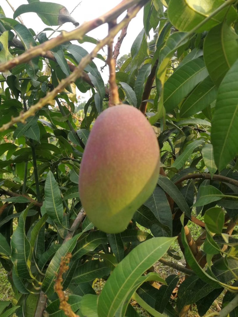 贵妃芒【广西产地】大量供应欢迎来电咨询。