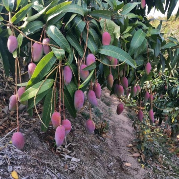 贵妃芒【广西产地】大量供应欢迎来电咨询。