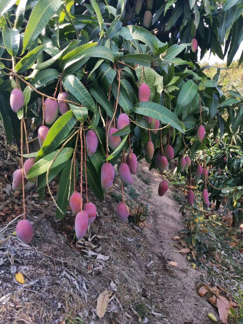 贵妃芒【广西产地】大量供应欢迎来电咨询。