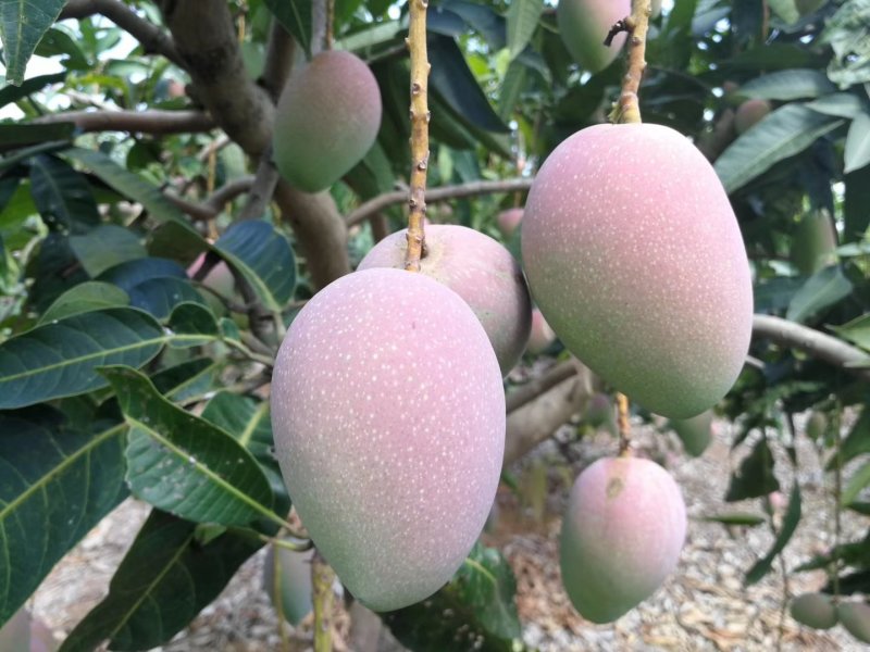 贵妃芒【广西产地】大量供应欢迎来电咨询。