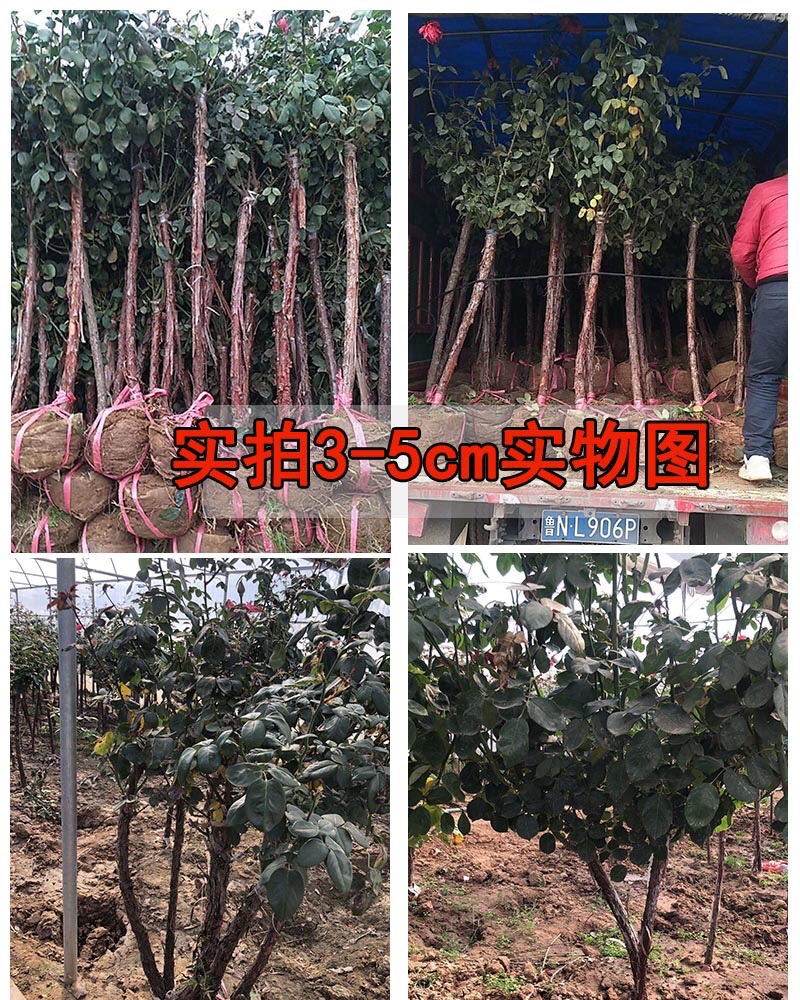 蔷薇爬藤大花月季苗特大花欧月藤本花卉盆栽室外庭院