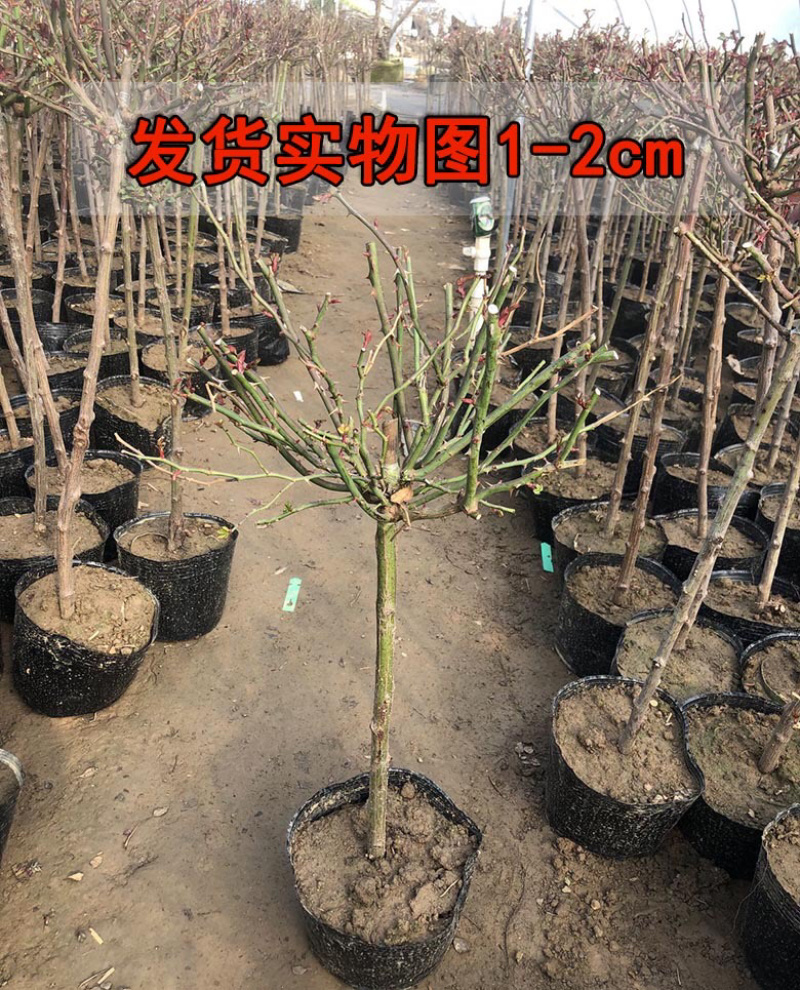 蔷薇爬藤大花月季苗特大花欧月藤本花卉盆栽室外庭院